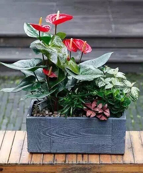組合花卉租賃