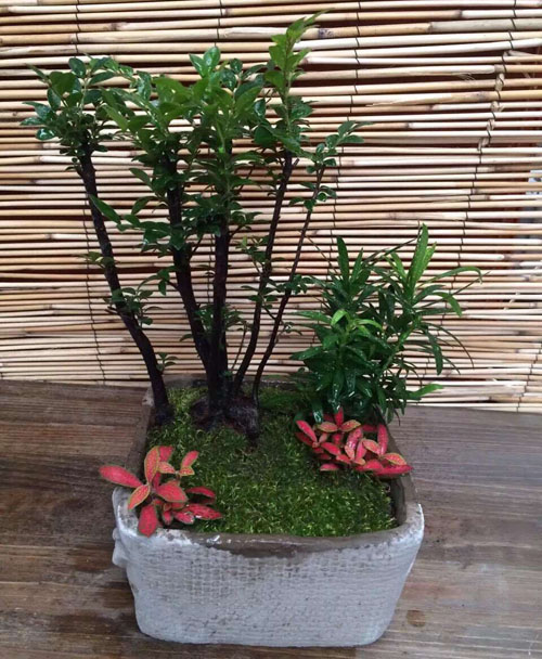 組合花卉租賃