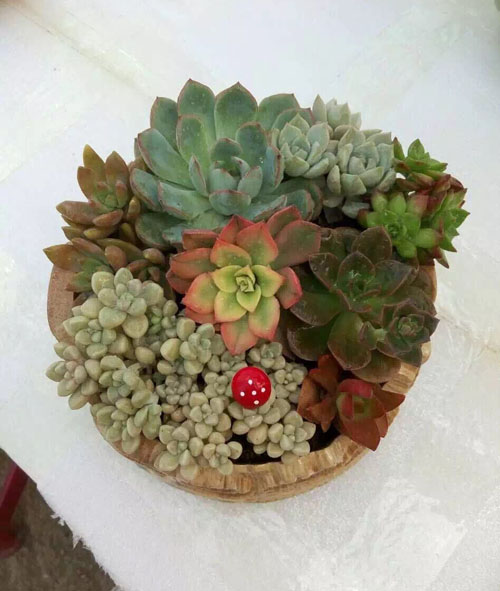 組合花卉租賃